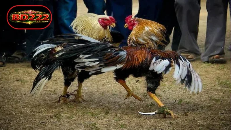 Outstanding features of live cockfighting streaming at BD222